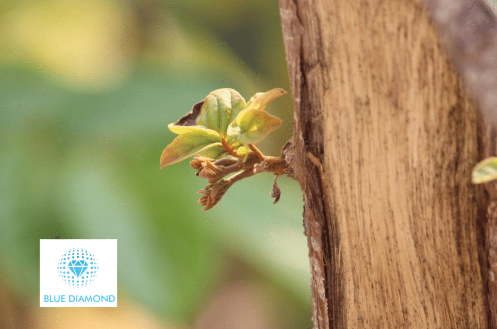 plant budding out of tree to represent new possibility with blue diamond logo