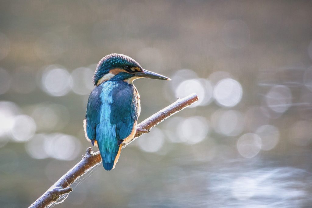 Kingfisher on branch confidently displaying his own striking personal brand
